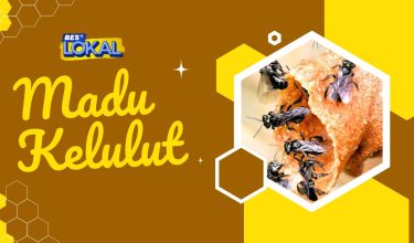 Madu_Kelulut