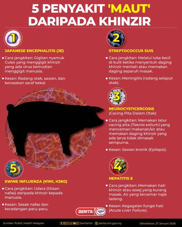PENYAKIT MAUT DARIPADA KHINZIR