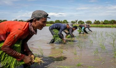 PESAWAH 1