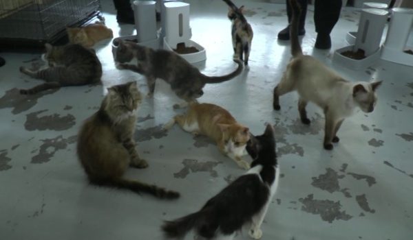 TAMAN KUCING MADANI